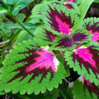 Колеус микс купить