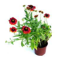 Гайлардія купить