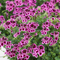 Пеларгонія Ангел Ф12 купить