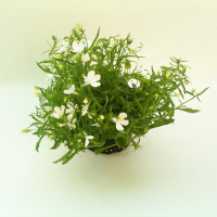 Лобелія купить