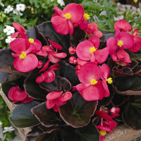 Бігонія Біг купить