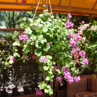 Пеларгонія ампельна купить