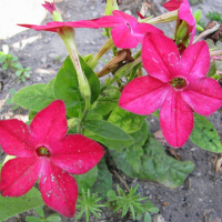 Нікотіана купить