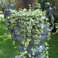 Барвінок Ф23 купить