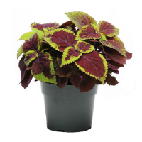 Колеус мікс купить