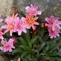 Левізія купить