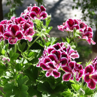 Пеларгонія Королівська купить