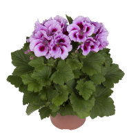 Пеларгонія Grandiflorum (великоквіткова) купить