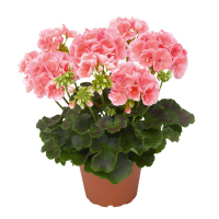 Пеларгонія зональна купить