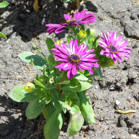 Остеоспермум купить