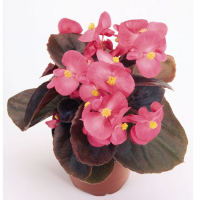 Бегонія вічноквітуча купить