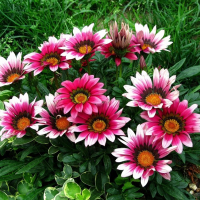 Газання купить