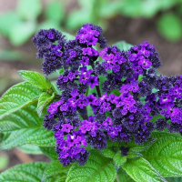 Геліотроп купить