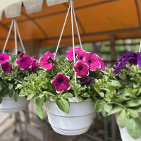 Сурфінія купить