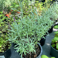 Геліхрізум купить