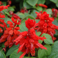 Сальвія купить