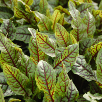 Щавель купить