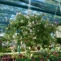 Бакопа купить