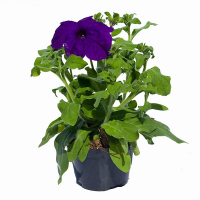 Петунія купить