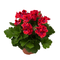 Пеларгония королевская микс купить