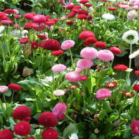 Маргаритка купить