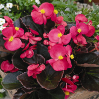 Бегонія Семперфлоренс купить