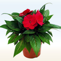 Бальзамін купить