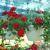 Вербена купить