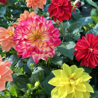 Жоржина Лабелла купить