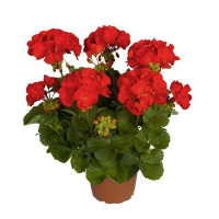 Пеларгонія зональна купить