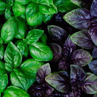 Базилік купить