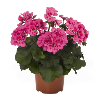 Пеларгонія Канді купить