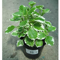 Плектрантус мікс купить