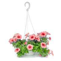 Сурфінія купить