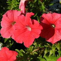 Петунія мікс купить