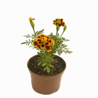 Бархатцы купить