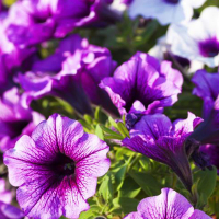 Петунія мікс купить