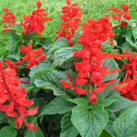 Сальвія купить