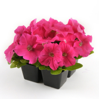 Петуния в палетке по 6 шт. купить