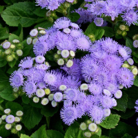 Агератум купить