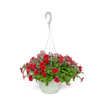 Сурфінія купить