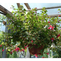 Фуксия купить