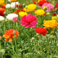 Ранункулюс купить