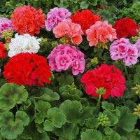 Пеларгония зональная купить