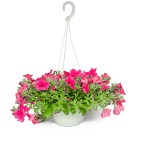 Сурфінія мікс купить