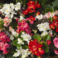 Бегонія семперфлеренс мiкс купить