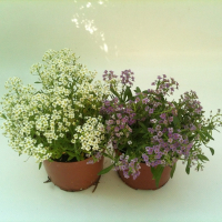 Аліссум купить