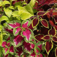 Колеус купить