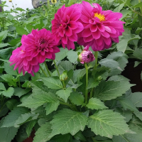 Георгин микс купить