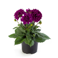 Жоржин мікс купить